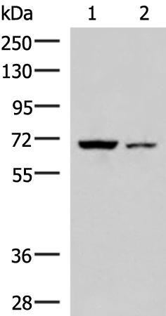 Rabbit Polyclonal Antibody to EWSR1