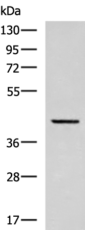 Rabbit Polyclonal Antibody to RIC3