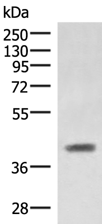 Rabbit Polyclonal Antibody to SAMSN1