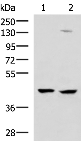 Rabbit Polyclonal Antibody to MAGEC2