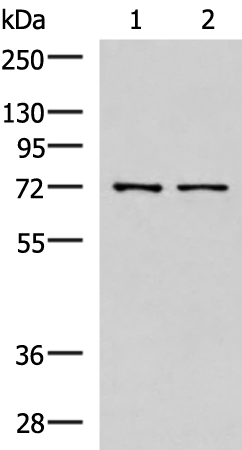 Rabbit Polyclonal Antibody to MKS1