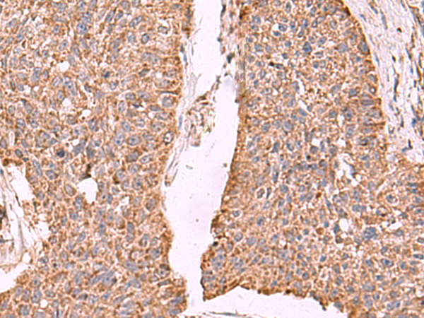 Rabbit Polyclonal Antibody to PER3