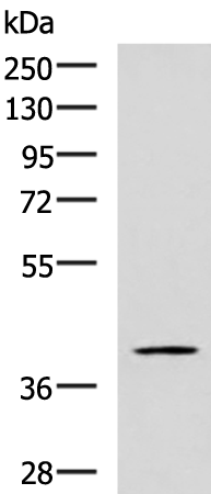 Rabbit Polyclonal Antibody to RAB3IL1