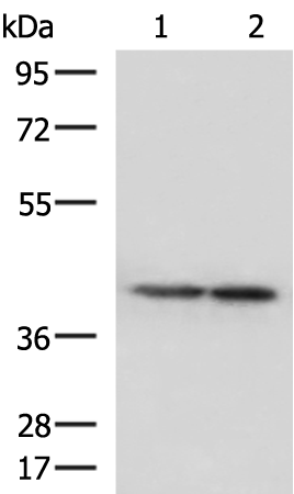 Rabbit Polyclonal Antibody to ATP6V1C1