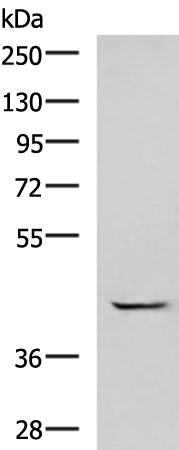 Rabbit Polyclonal Antibody to GABPB1