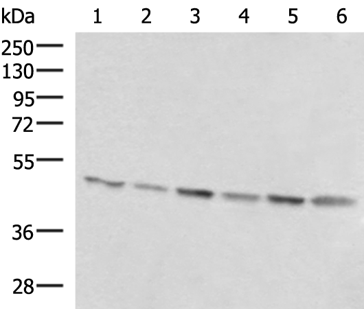 Rabbit Polyclonal Antibody to RHAG