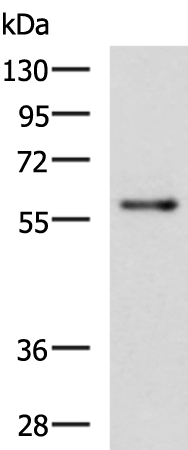 Rabbit Polyclonal Antibody to RIC8A