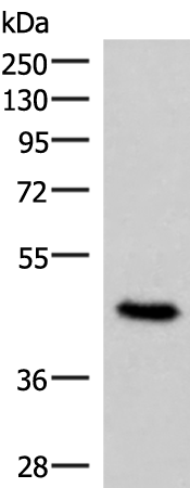 Rabbit Polyclonal Antibody to COPS3