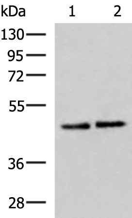 Rabbit Polyclonal Antibody to ACTL6B