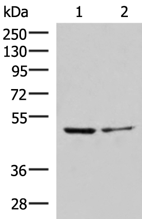 Rabbit Polyclonal Antibody to ECSIT
