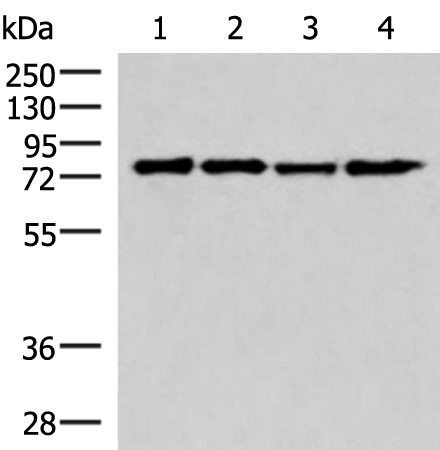 Rabbit Polyclonal Antibody to AKAP17A