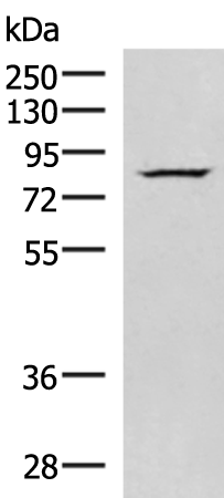 Rabbit Polyclonal Antibody to NASP