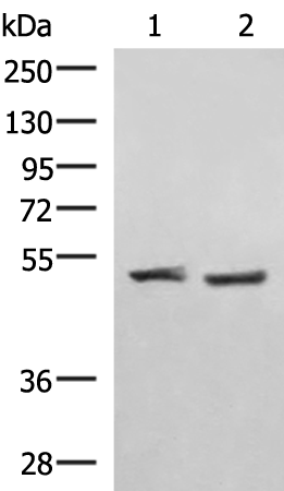 Rabbit Polyclonal Antibody to RRP8