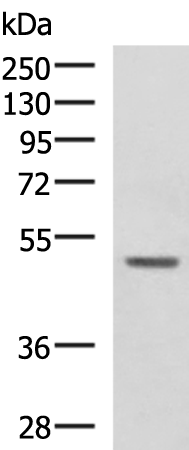 Rabbit Polyclonal Antibody to GALK2