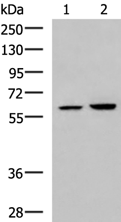 Rabbit Polyclonal Antibody to FKBP4