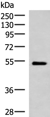 Rabbit Polyclonal Antibody to FUCA2