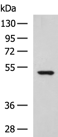 Rabbit Polyclonal Antibody to POLD2