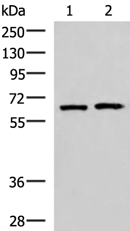 Rabbit Polyclonal Antibody to GPKOW