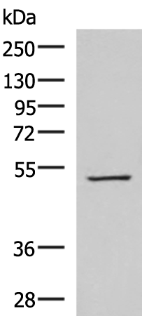Rabbit Polyclonal Antibody to FDXR