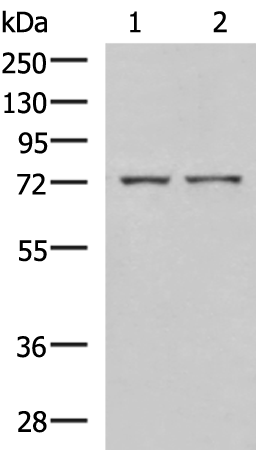 Rabbit Polyclonal Antibody to ZAP70