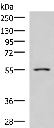 Rabbit Polyclonal Antibody to ARIH2