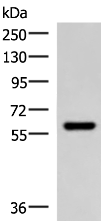 Rabbit Polyclonal Antibody to MYOT