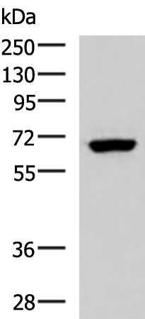 Rabbit Polyclonal Antibody to PPP2R1A