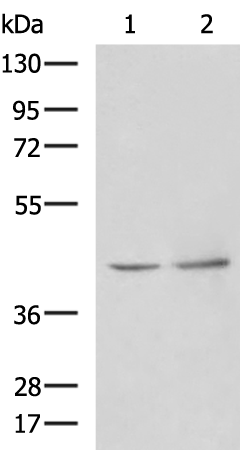 Rabbit Polyclonal Antibody to PAK1IP1