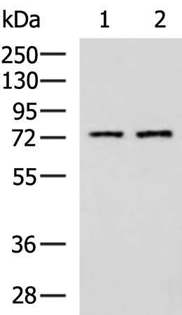 Rabbit Polyclonal Antibody to KLC2
