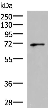 Rabbit Polyclonal Antibody to GSPT2