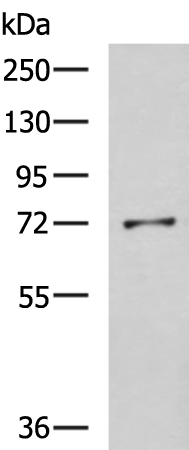Rabbit Polyclonal Antibody to GSTCD