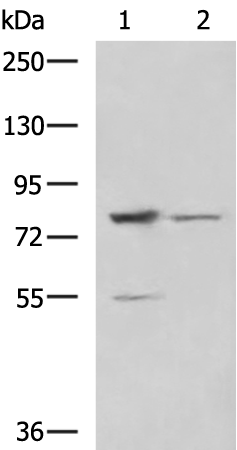 Rabbit Polyclonal Antibody to SORBS2