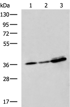 Rabbit Polyclonal Antibody to EEF1D