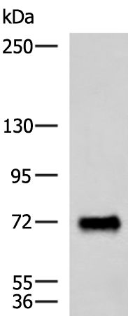 Rabbit Polyclonal Antibody to PPEF1