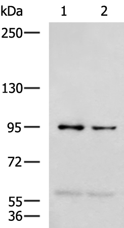 Rabbit Polyclonal Antibody to NVL