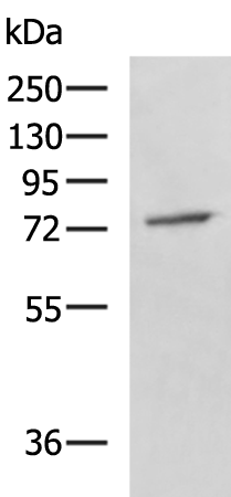 Rabbit Polyclonal Antibody to GPCPD1