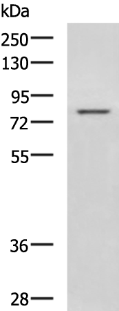 Rabbit Polyclonal Antibody to DHX58