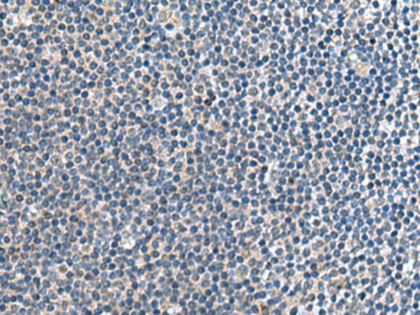 Rabbit Polyclonal Antibody to CNTN4