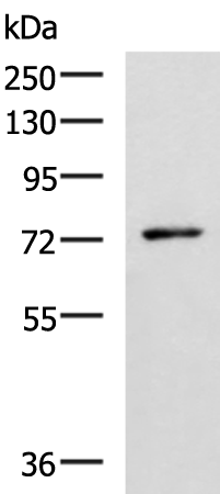 Rabbit Polyclonal Antibody to L3MBTL2