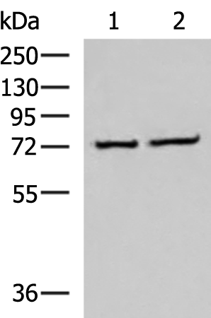 Rabbit Polyclonal Antibody to CSTF3
