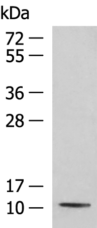 Rabbit Polyclonal Antibody to PCBD1