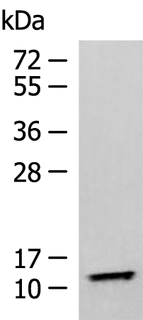 Rabbit Polyclonal Antibody to TMEM141