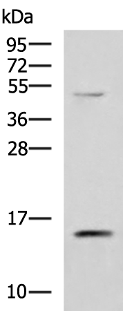 Rabbit Polyclonal Antibody to PHPT1