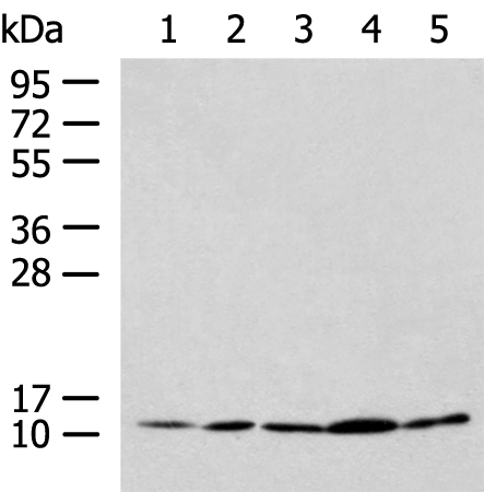 Rabbit Polyclonal Antibody to PAM16