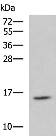 Rabbit Polyclonal Antibody to H2AJ