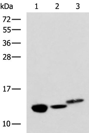 Rabbit Polyclonal Antibody to RIDA
