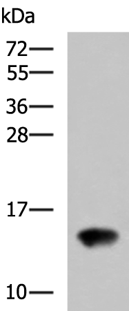 Rabbit Polyclonal Antibody to TAFA4