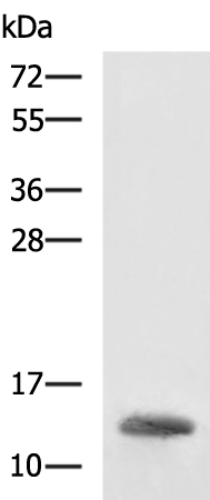 Rabbit Polyclonal Antibody to HBZ