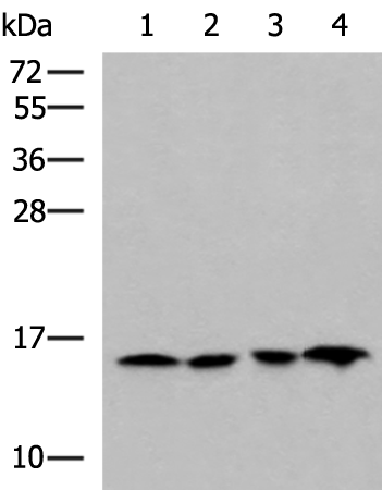 Rabbit Polyclonal Antibody to MRPL42