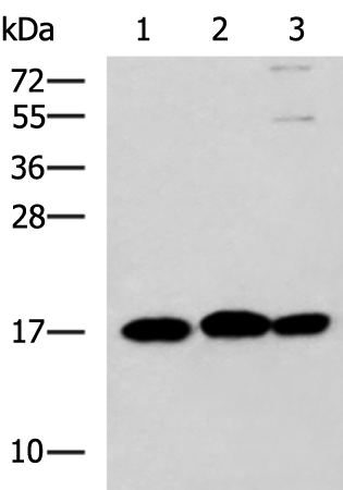 Rabbit Polyclonal Antibody to RPS14